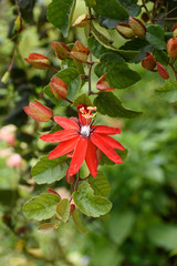 Single red passion flower with buds in a branch