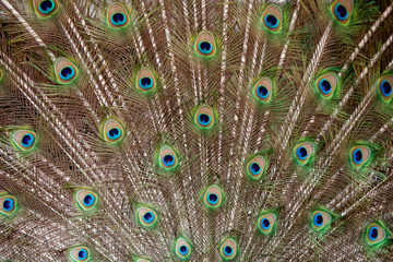 Fototapeta premium showy peacock