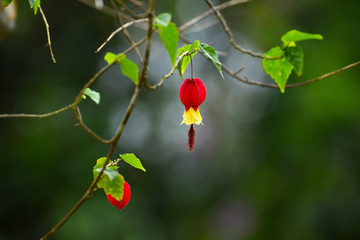 Single red and yellow fuchsia flower against green clear background
