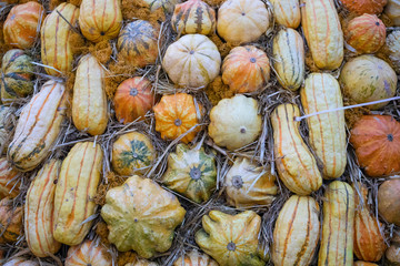 Pumpkins of different shapes and sizes of close-ups