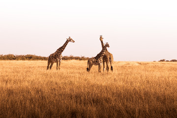 African safaris and Landscapes - obrazy, fototapety, plakaty