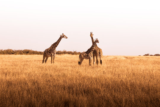 Fototapeta African safaris and Landscapes
