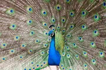 Obraz premium showy peacock