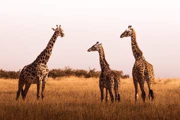african safaris