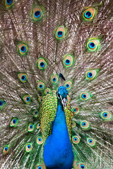 Obraz premium showy peacock