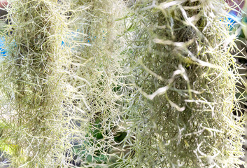 Natural 'curtain' formed by Spanish moss. Spanish moss close up. Grey natural background. Tillandsia usneoides nature blurred background.  Tillandsia usneoides Is a plant in the pineapple family.