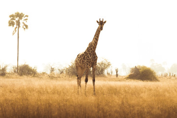 African safaris and Landscapes
