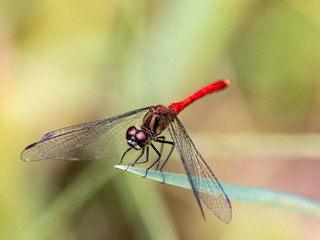 sympetrum risi yosico meadowhawk darter dragonfly 7