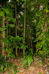a typical rainforest scene