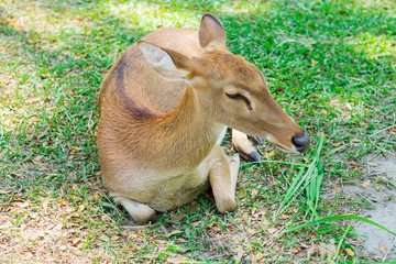 Female antelope in an open zoo