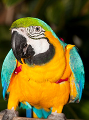 blue macaw