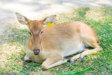 Female antelope in an open zoo