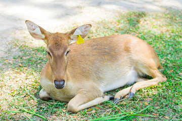 Naklejka na ściany i meble Female antelope in an open zoo