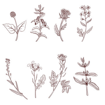 vector drawing plants