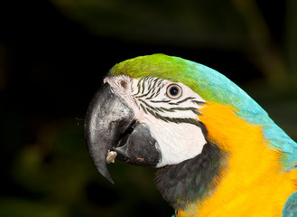 blue macaw
