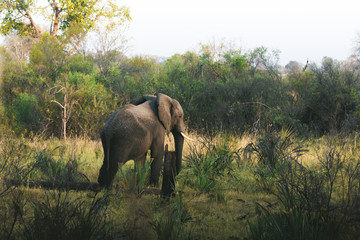 Fototapeta na wymiar African Safaris