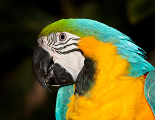 blue macaw