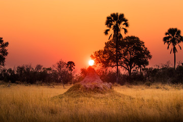 Obraz premium African Safaris
