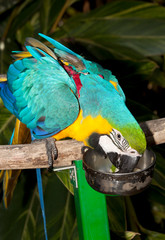 blue macaw