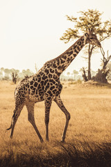 Naklejka na ściany i meble African Safaris