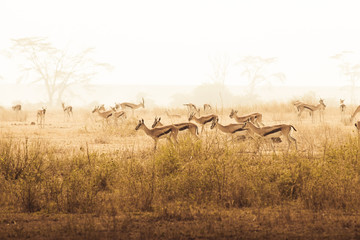Fototapety  Afrykańskie safari