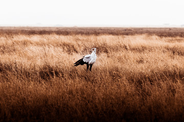African Safaris