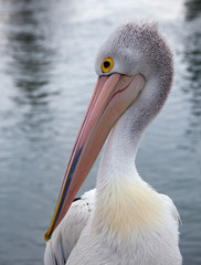 australian pelican
