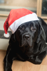 Black labrador retriever at Santa hat lying on the floor facing the camera.