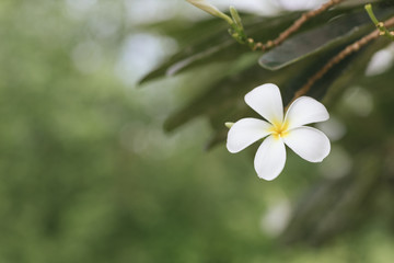 Cluster of white Plumeria flower on branch. beautiful flower. 