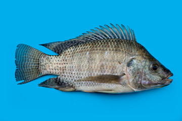 Nile tilapia