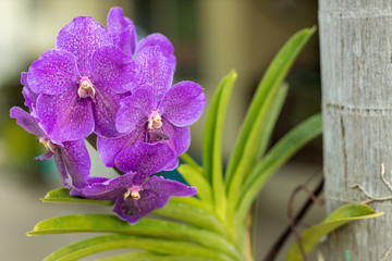 Violet orchid flower in nature ,fresh ,nature ,amazing orchids. Purple orchid in the forest Is a tree that sticks to or is based on other trees .