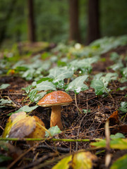 Wild mushroom Boletus Edulis growing in the forest