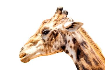 A close up of a giraffe on a white background