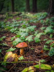 Wild mushroom Boletus Edulis growing in the forest