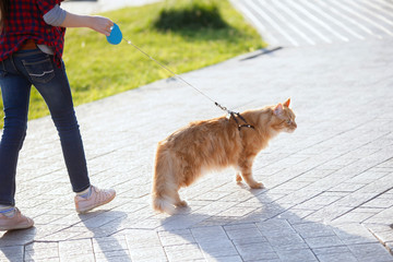 Teen girl with red cat Maine Coon in a city park.