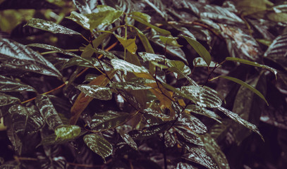 bush of leaves in the jungle