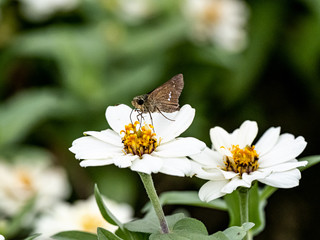 Parnara guttata straight swift butterfly on flowers 6