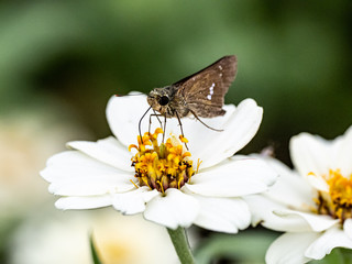 Parnara guttata straight swift butterfly on flowers 8