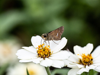 Parnara guttata straight swift butterfly on flowers 7