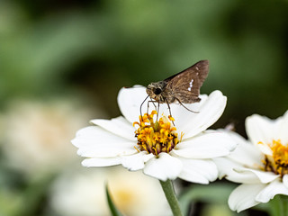 Parnara guttata straight swift butterfly on flowers 9