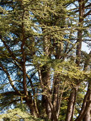 Fototapeta premium An old anf large Blue Atlas cedar or Argan (cedrus atlantica) tree with large trunk and icy-blue foliage on short upsweeping branches in a public garden