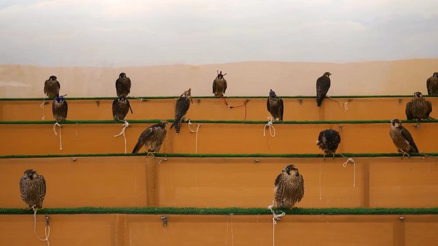 Rows of tethered falcons for sale in Doha, Qatar.