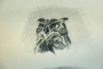 On white paper, the head of an eagle owl and half of the body are traced in detail with graphite pencil