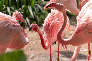 Beautiful flamingos