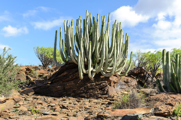 Kaktus auf Gran Canaria