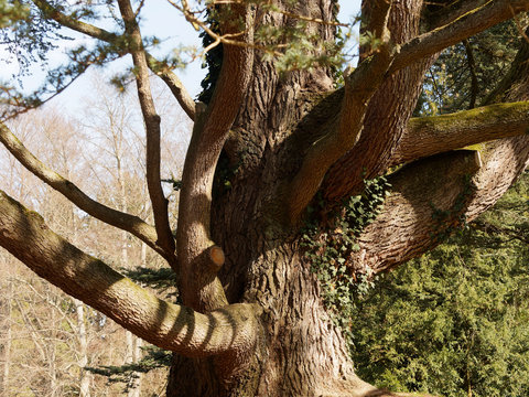 An old anf large Blue Atlas cedar or Argan (cedrus atlantica) tree with large trunk and icy-blue foliage on short upsweeping branches in a public garden