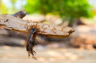 Red ants eat birds