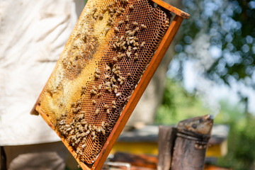 The beekeeper checks the hive