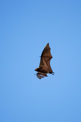 Bat