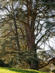 An old anf large Blue Atlas cedar or Argan (cedrus atlantica) tree with large trunk and icy-blue foliage on short upsweeping branches in a public garden